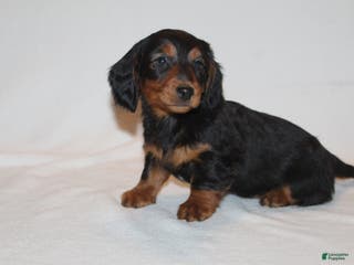 Miniature Dachshund dogs Dasher - Ad 29