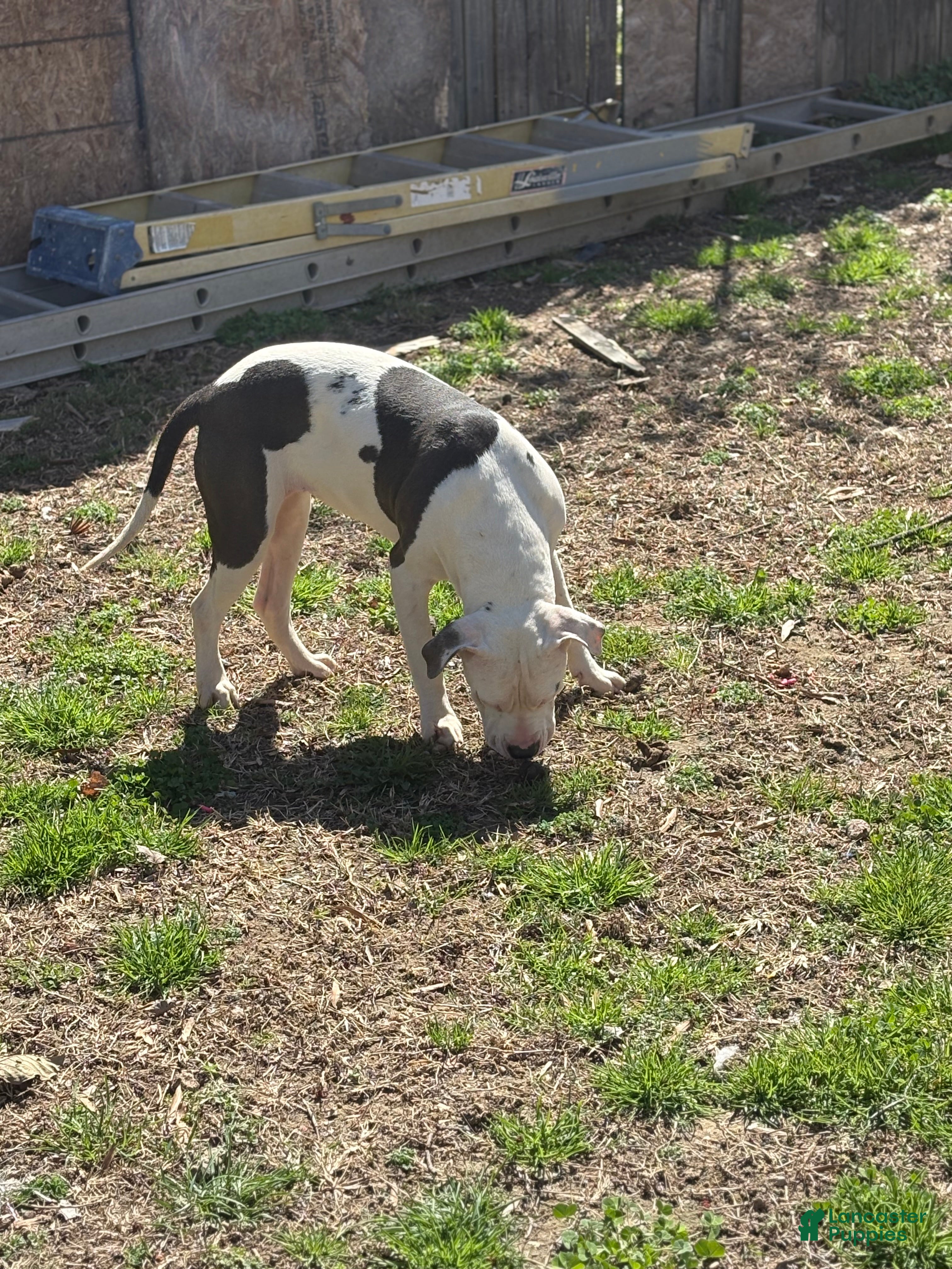 Mixed Breed dogs Myla - Ad 2