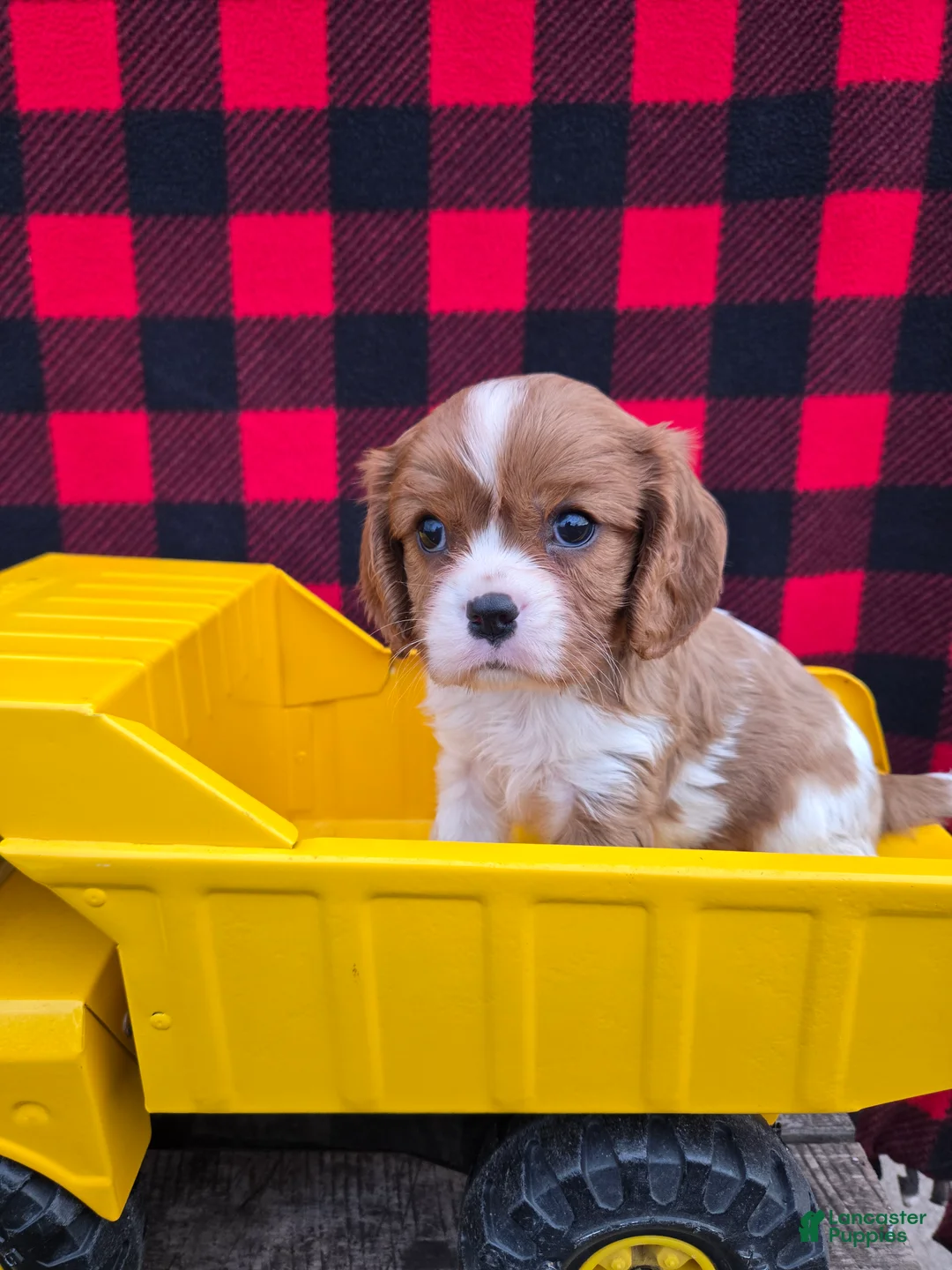 Cavalier King Charles Spaniel dogs for sale: Dexter - Ad 2