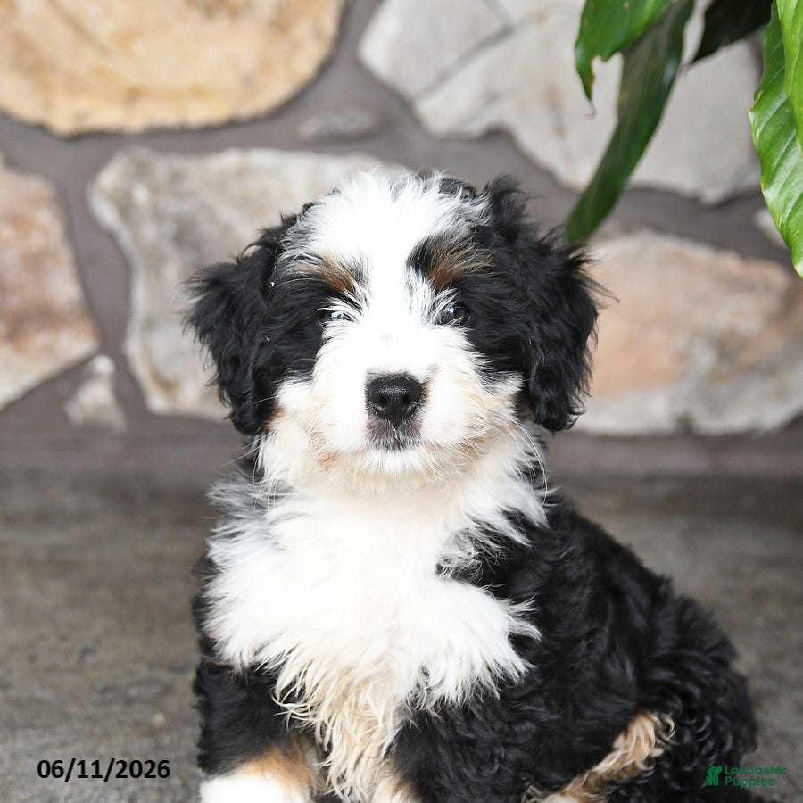 Mini Bernedoodle dogs Larry - Ad 2
