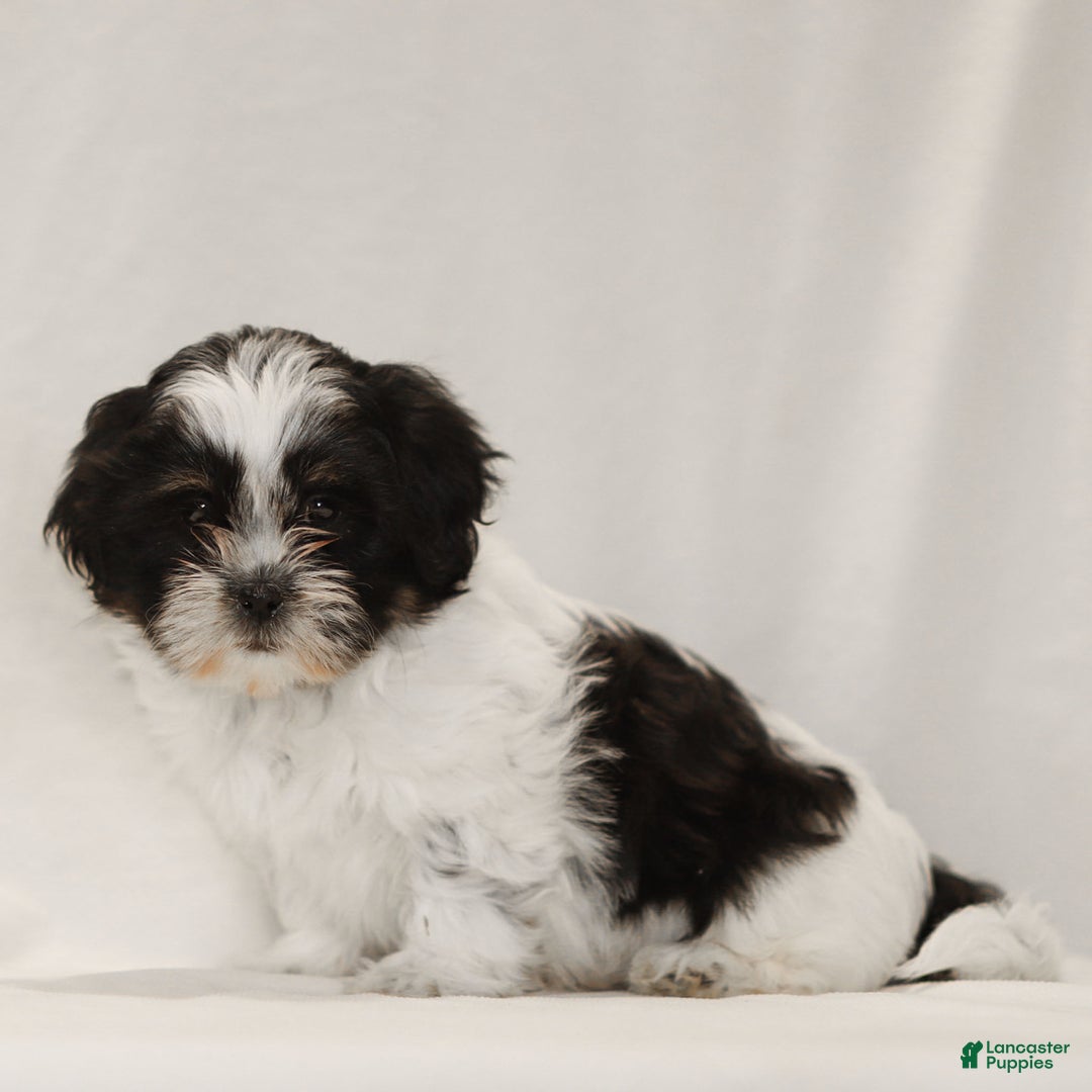 Teddy Bear dogs for sale: Gizmo - Ad 2