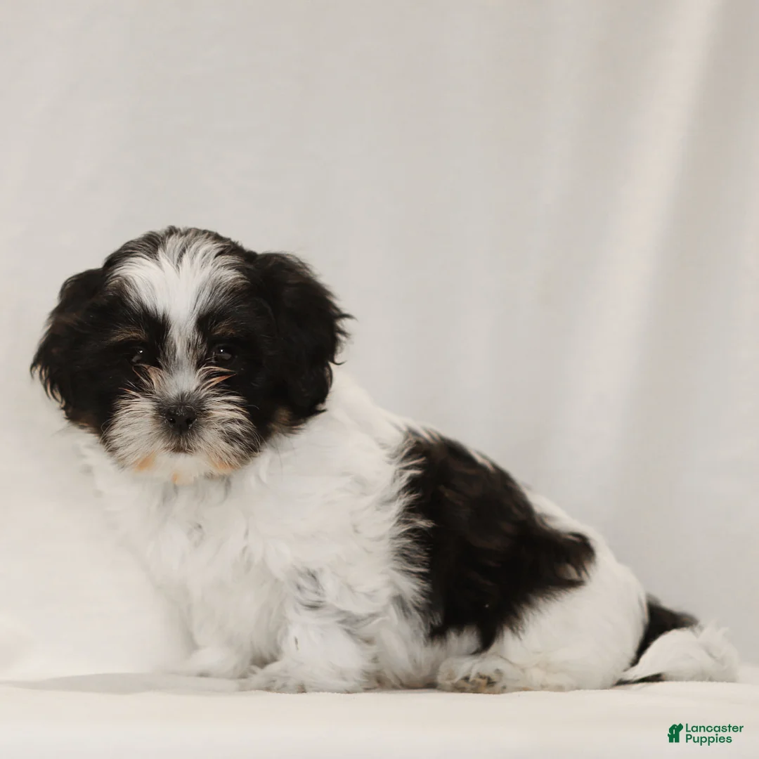 Teddy Bear dogs for sale: Gizmo - Ad 2