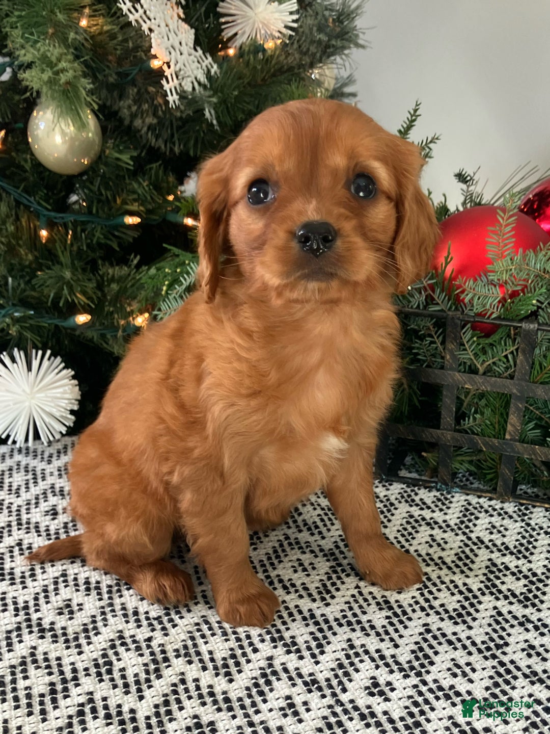 Miniature Golden Retriever dogs for sale: Lilly - Ad 2