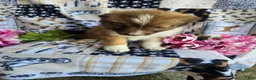 Mixed Breed dogs for sale: Mixed Breed 1 - Ad 6