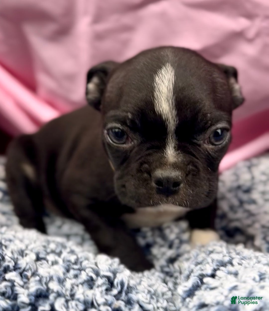 Boston Terrier dogs for sale: Minka - Ad 1