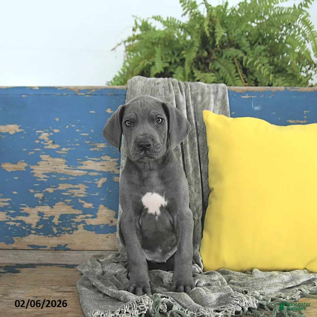 Great Dane dogs for sale: Freya - Ad 3