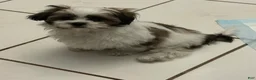 Shih Tzu dogs for sale: Shih Tzu 1 - Ad 6