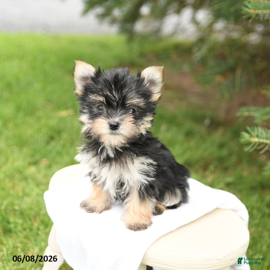 Morkie dogs Bella   - Ad 2