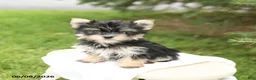 Morkie dogs for sale: Bella   - Ad 2