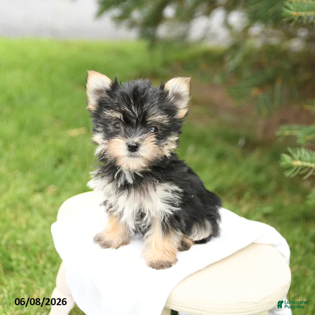 Morkie dogs for sale: Bella   - Ad 2