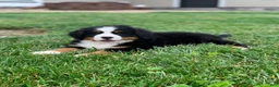 Bernese Mountain Dog dogs for sale: Willow  - Ad 5