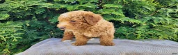 Mini Bernedoodle dogs for sale: Dallas - Ad 9