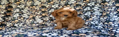 Marley