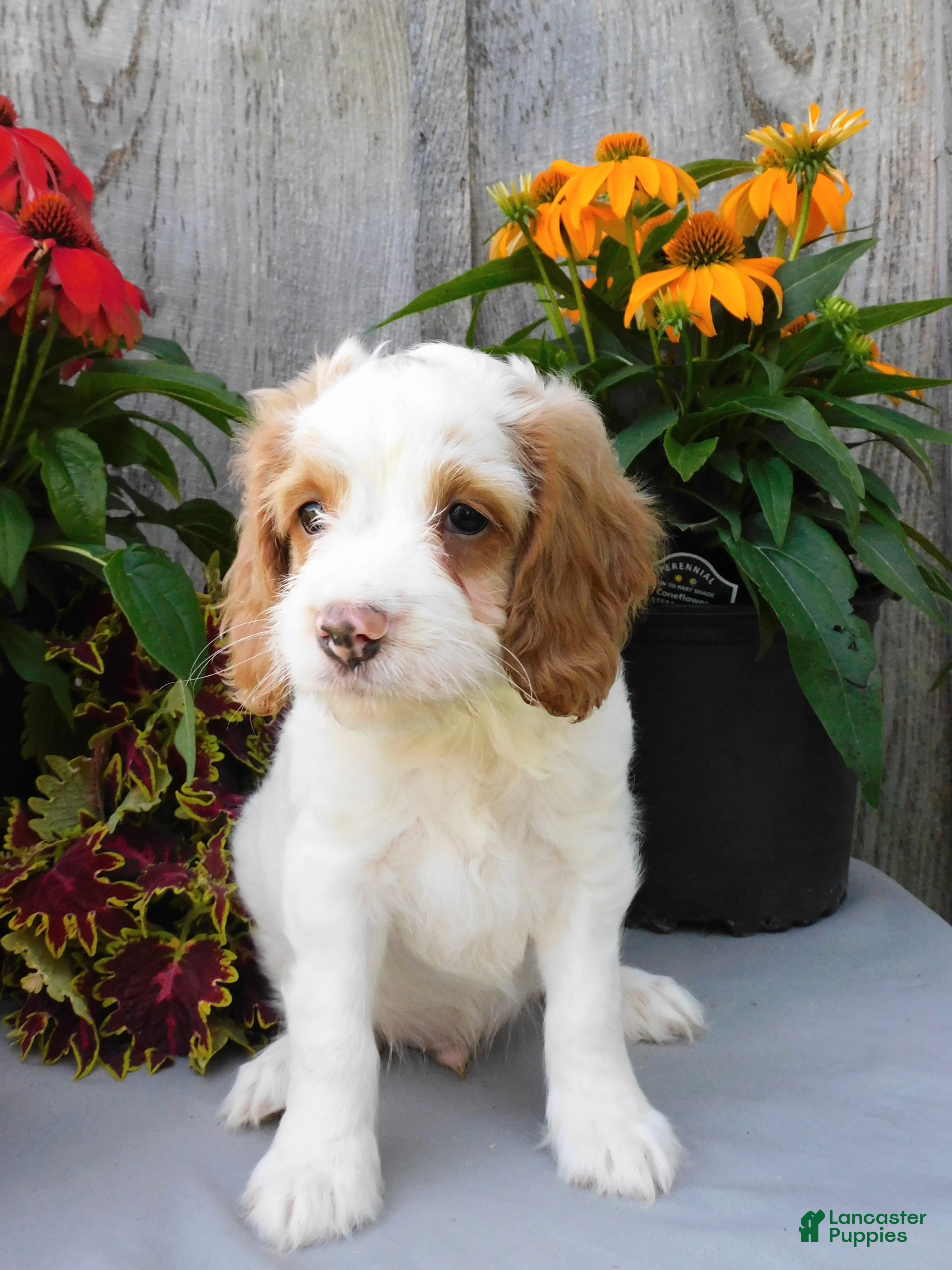 Cockapoo dogs Jax - Ad 2