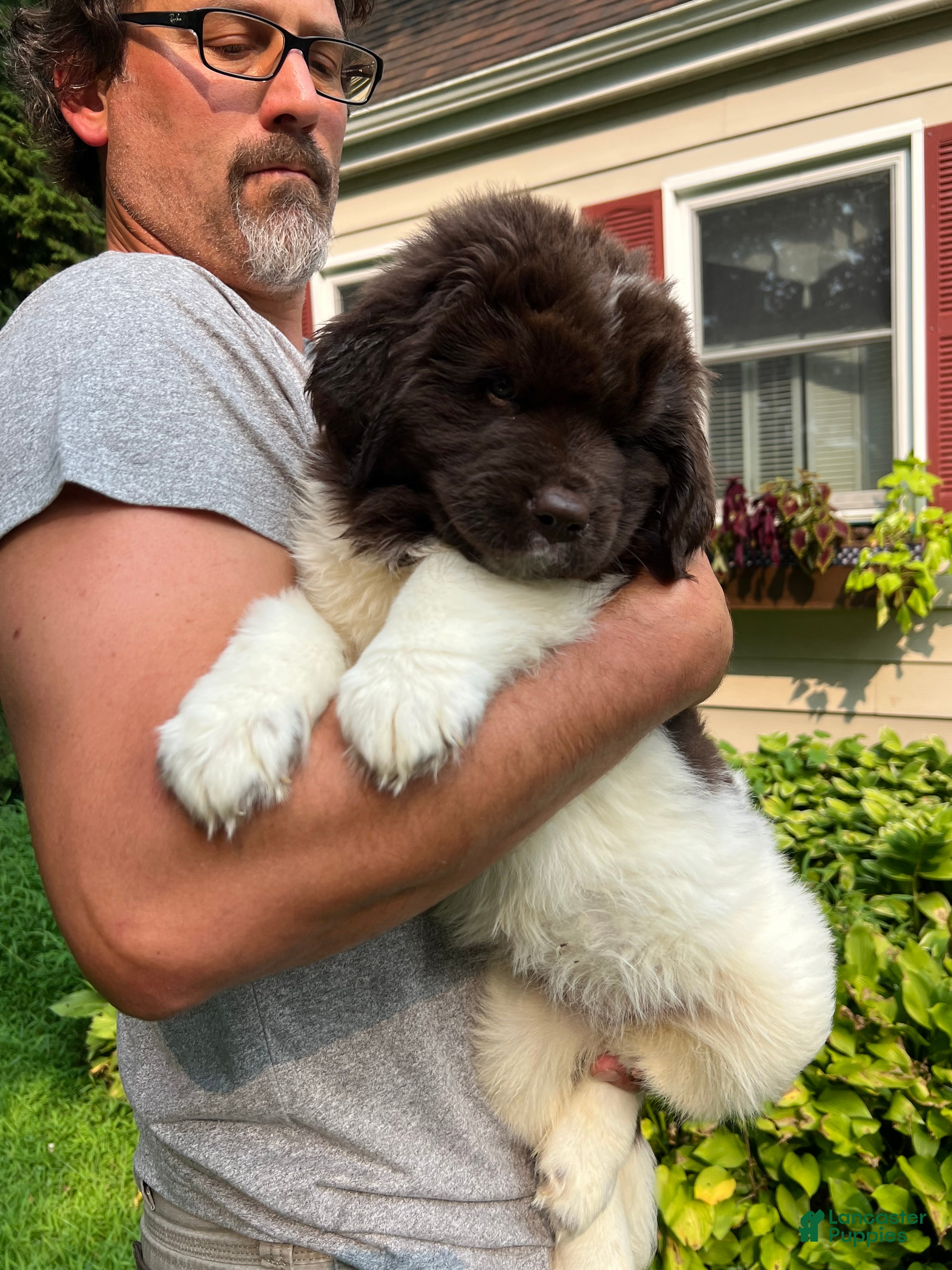 Newfoundland dogs Redwood  - Ad 1