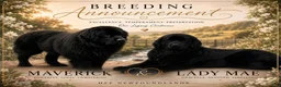 Newfoundland dogs for sale: Green - Ad 3