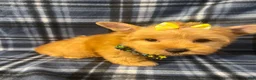 Yorkshire Terrier dogs for sale: Yorkshire Terrier 3 - Ad 7