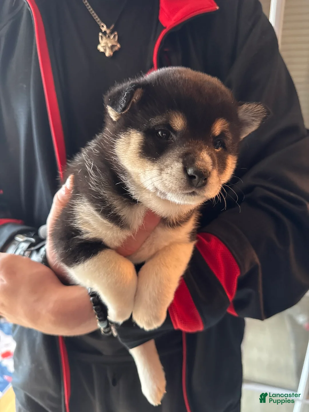 Gallery Image {{count}}