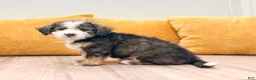 Mini Bernedoodle dogs for sale: Paris - Ad 1