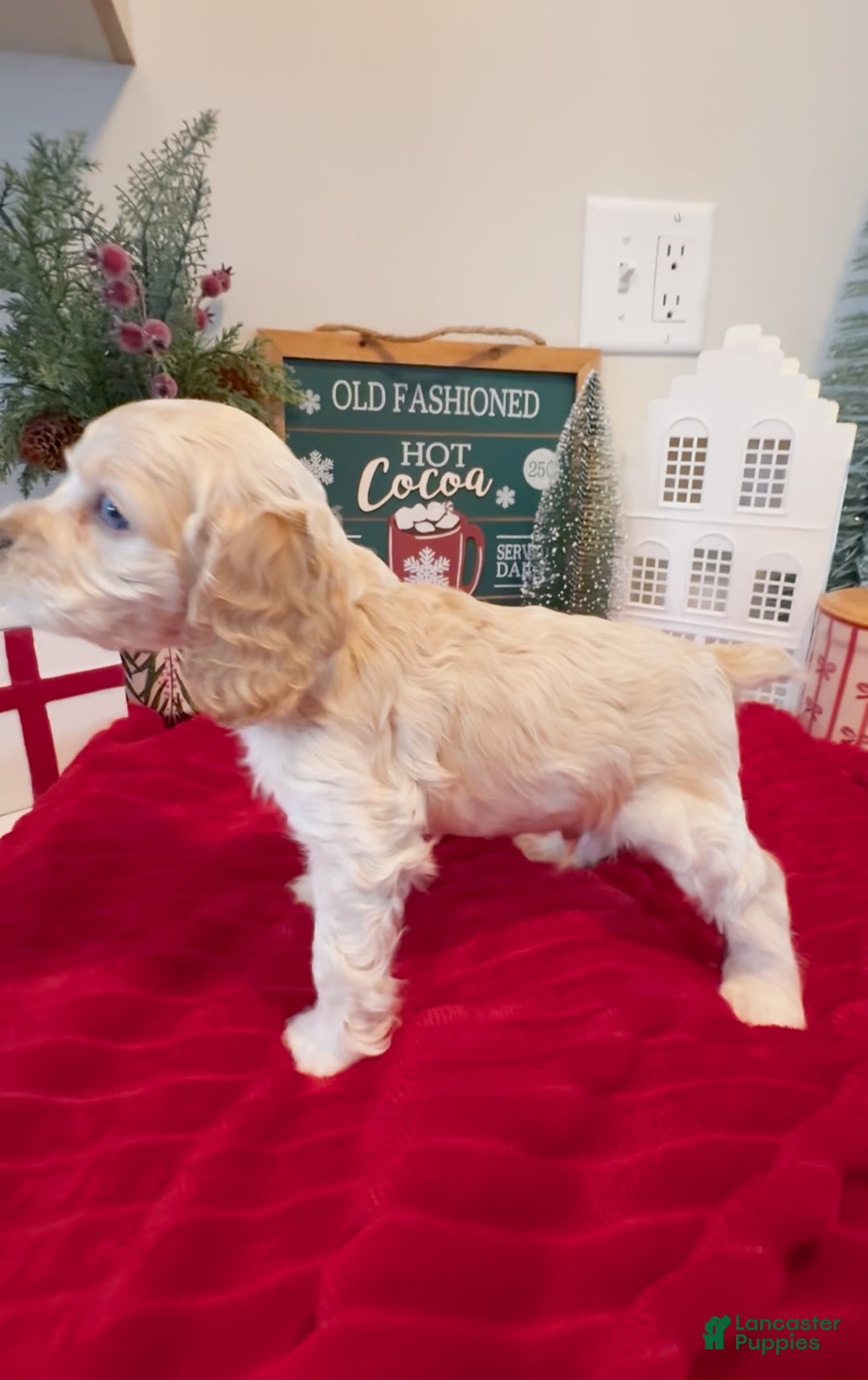 Cocker Spaniel dogs for sale: Teddy - Ad 5