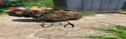 Shihpoo dogs for sale: Shihpoo 1 - Ad 1