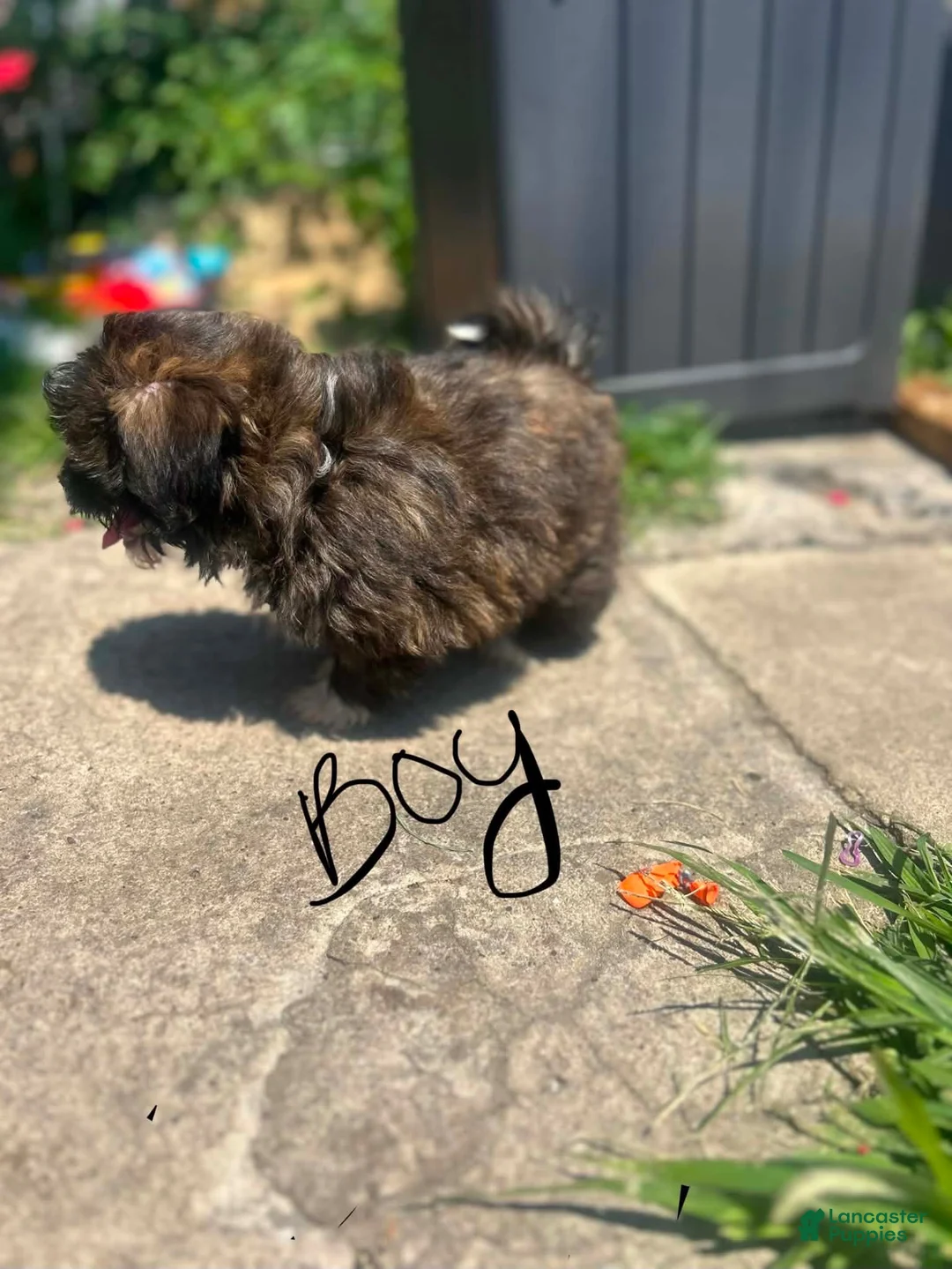 Shihpoo dogs for sale: Shihpoo 1 - Ad 1