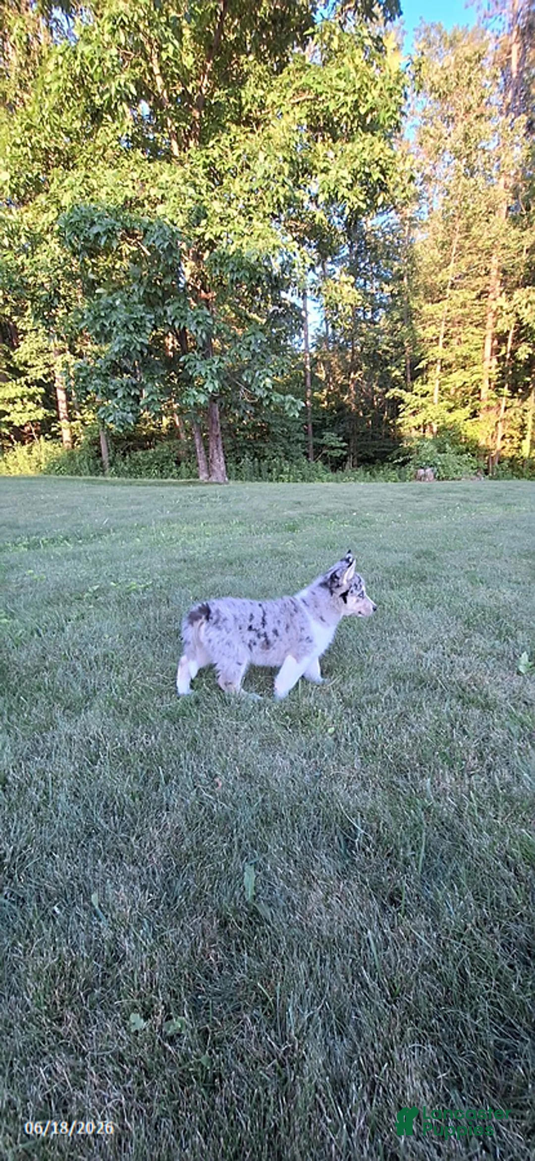 Mixed Breed dogs for sale: Wolf    - Ad 2