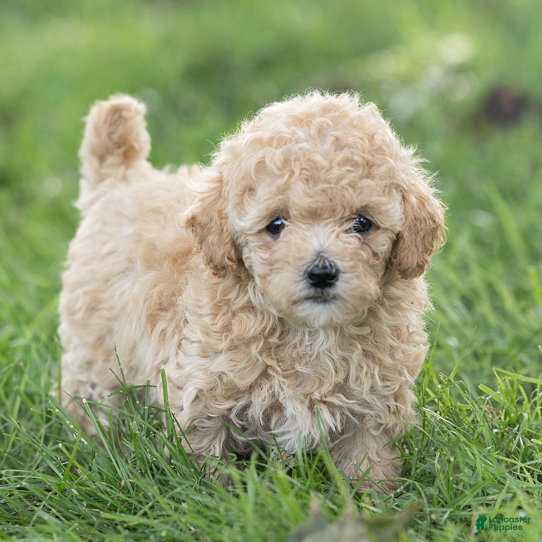 Maltipoo dogs Minnie Maltipoo  - Ad 1