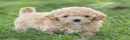 Maltipoo dogs for sale: Minnie Maltipoo  - Ad 8