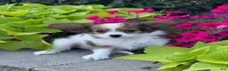 Papillon dogs for sale: Rudy - Ad 2