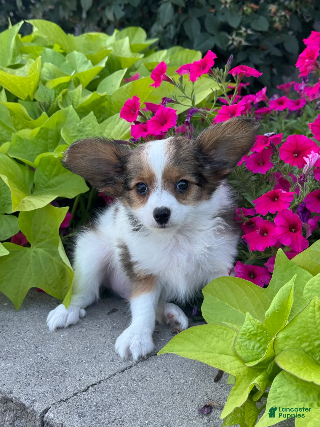 Papillon dogs for sale: Rudy - Ad 2