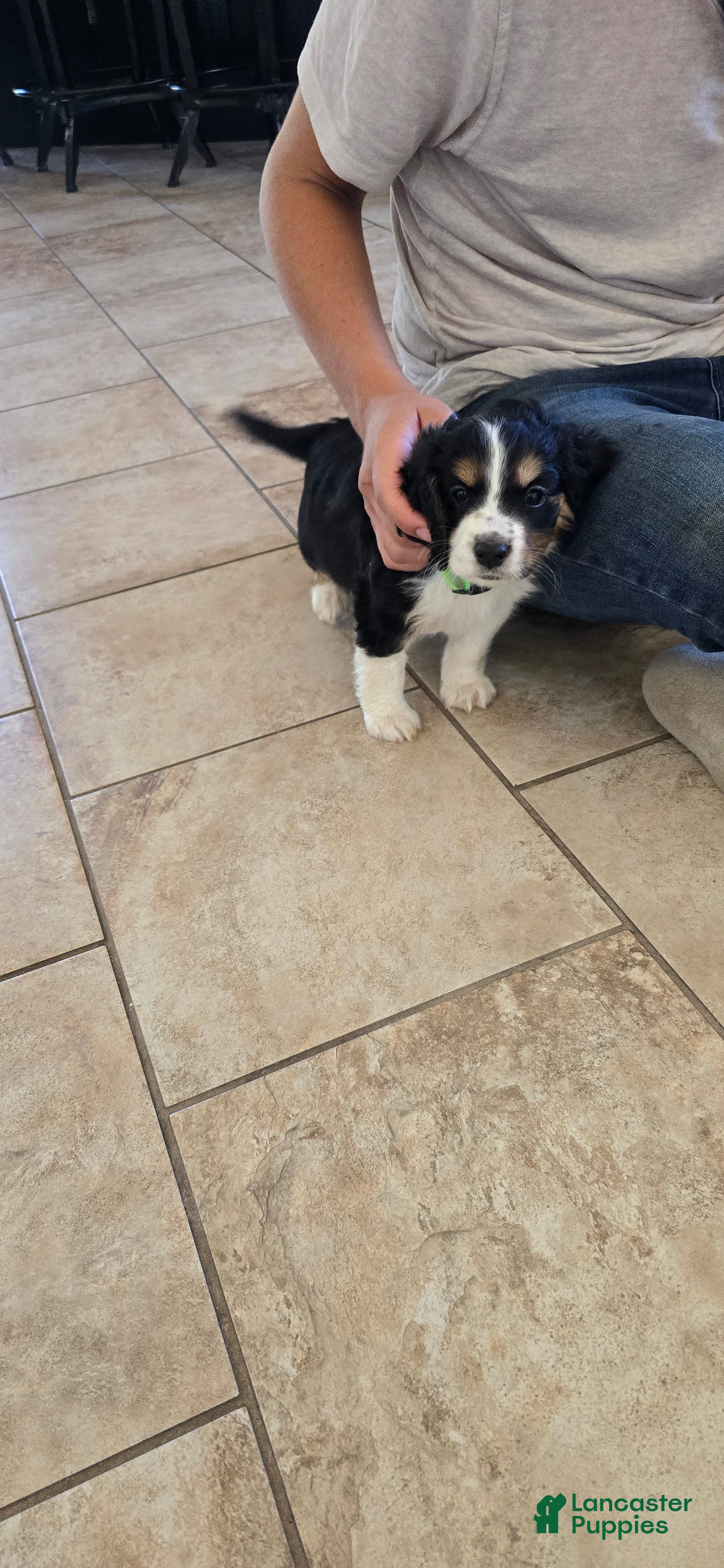Mixed Breed dogs Percy - Ad 2