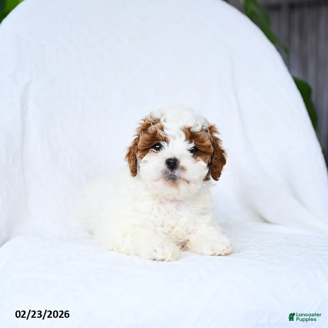 Mini Goldendoodle dogs for sale: Truffles - Ad 3