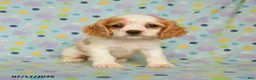 English Cocker Spaniel dogs for sale: Lariah - Ad 3