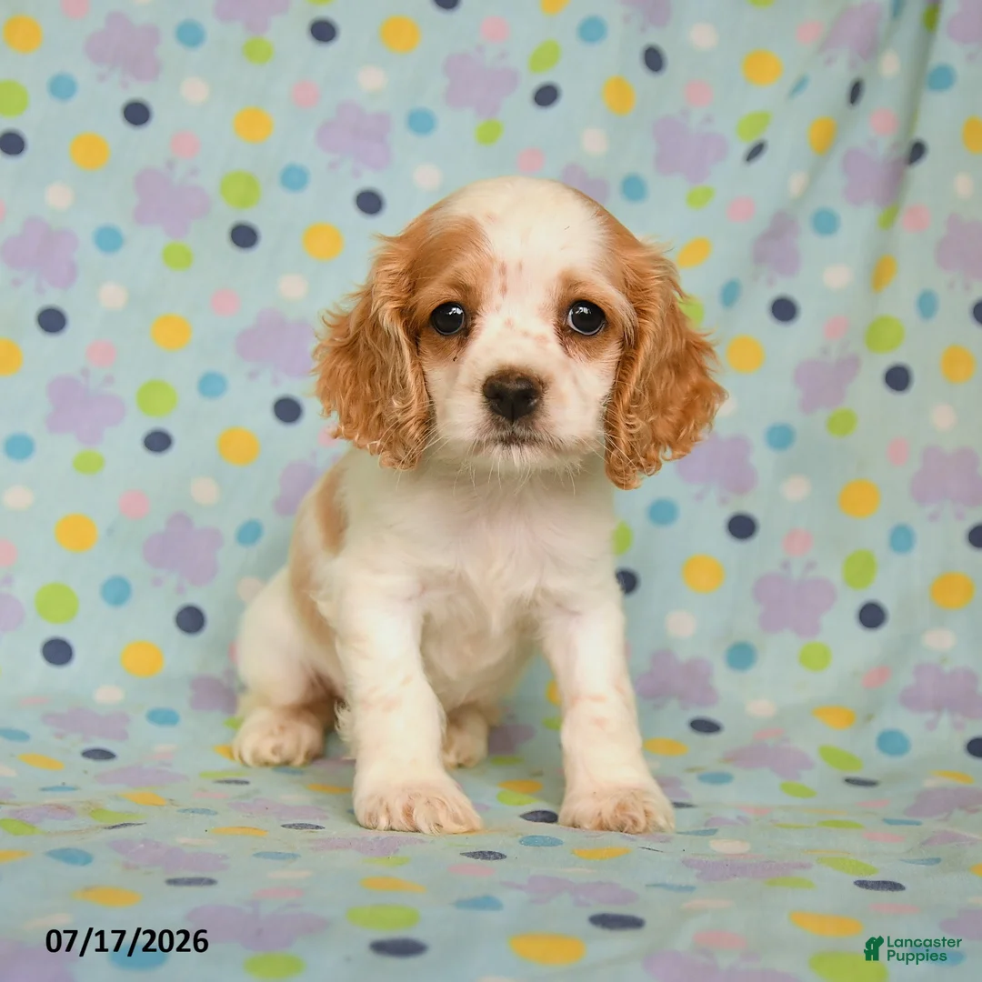 English Cocker Spaniel dogs for sale: Lariah - Ad 3