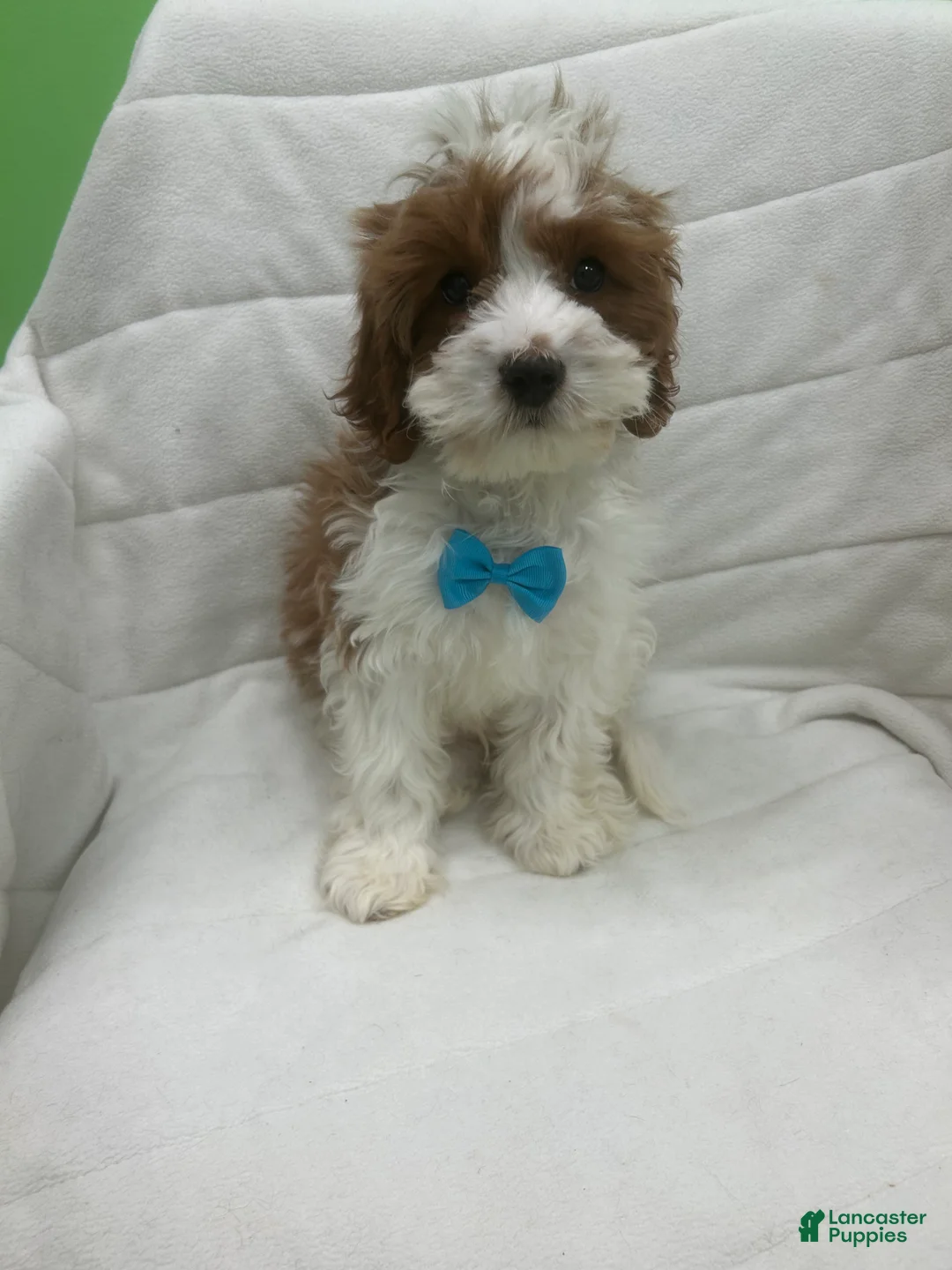 Cavapoo dogs for sale: Cavapoo Puppy 1 - Ad 2
