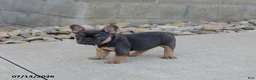 French Bulldog dogs for sale: Twinkle - Ad 5