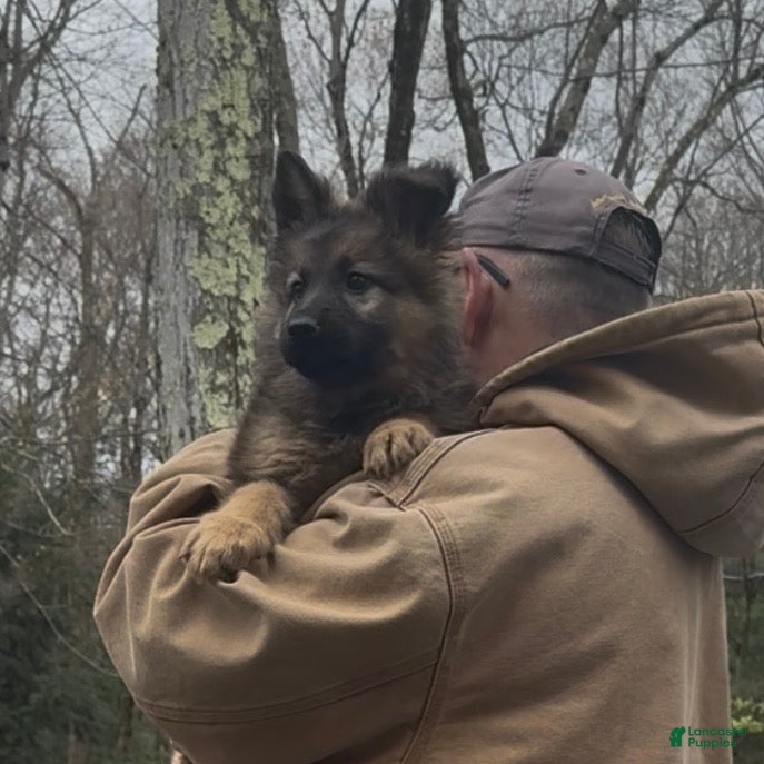 German Shepherd dogs THALIA - Ad 1