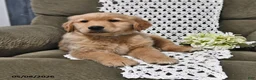 Golden Retriever dogs for sale: Roy  - Ad 5
