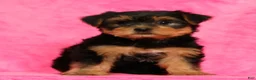 Yorkshire Terrier dogs for sale: Amber - Ad 3