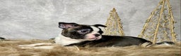 Boston Terrier dogs for sale: Nick  - Ad 3