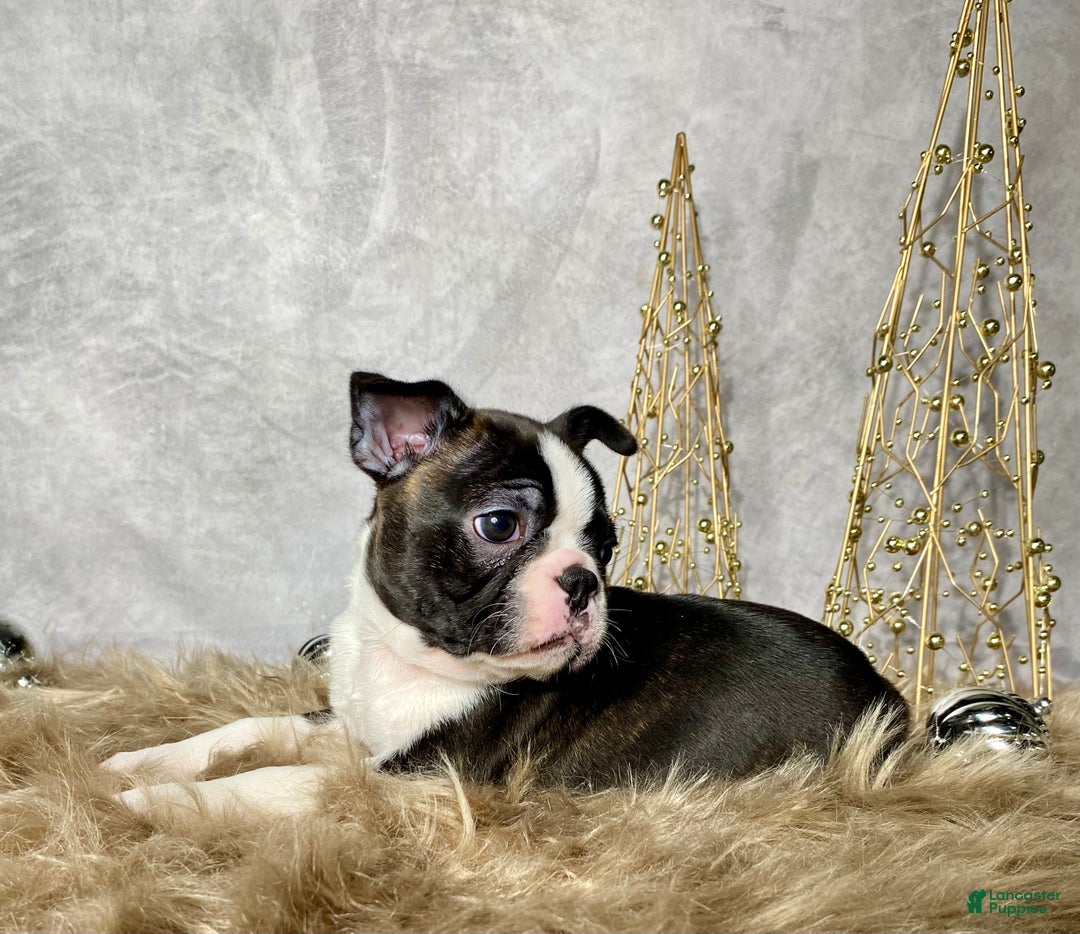 Boston Terrier dogs for sale: Nick  - Ad 3