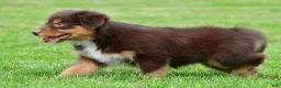 Australian Shepherd dogs for sale: Alice - Ad 5