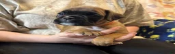 Boxer dogs for sale: Dolly - Ad 1
