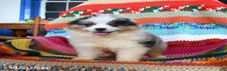 Toy Australian Shepherd dogs for sale: Cindy - Ad 4