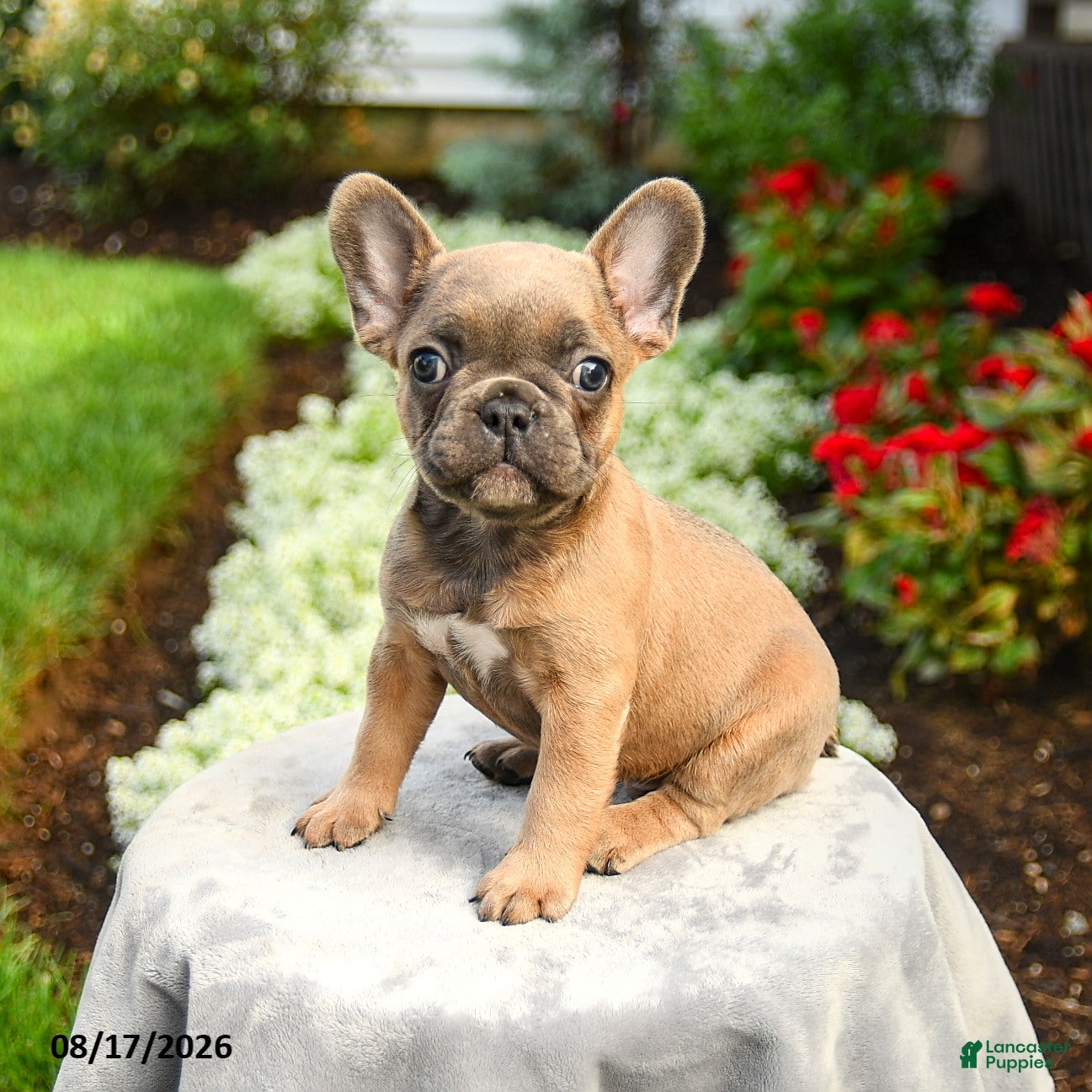 French Bulldog dogs Alden - Ad 1