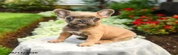French Bulldog dogs for sale: Alden - Ad 1