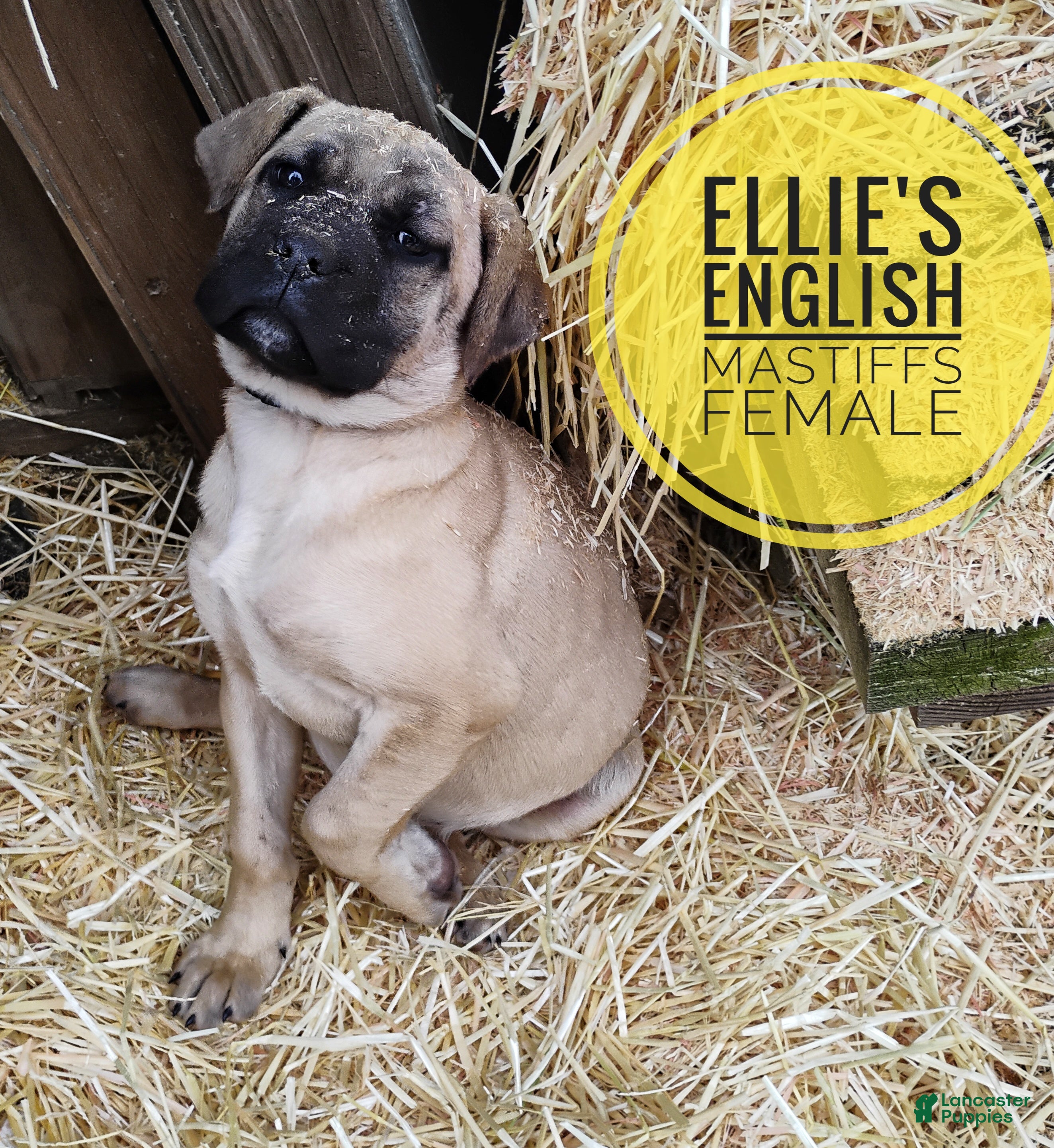 English Mastiff dogs English Mastiff Puppy 1 - Ad 1