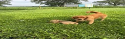 Golden Retriever dogs for sale: Shawn - Ad 6