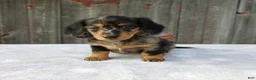 Miniature Dachshund dogs for sale: Mali - Ad 4